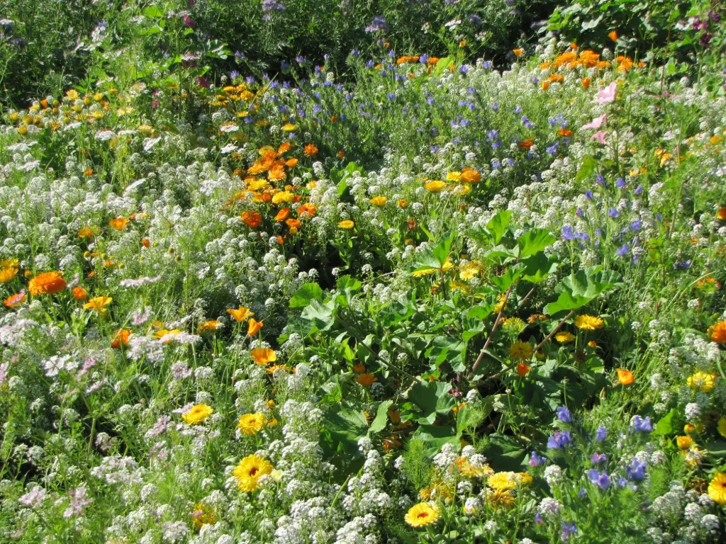 Fleurs de Vigne