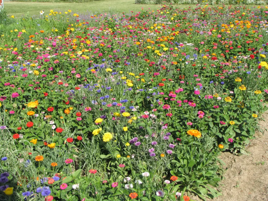 Jachère Fleurs Courtes
