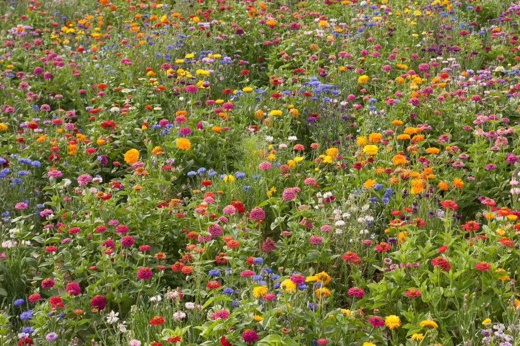 Campagne en Fleurs