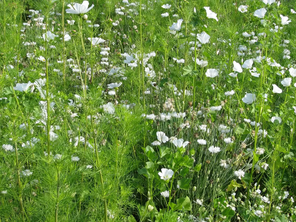 Estival Tons Blancs