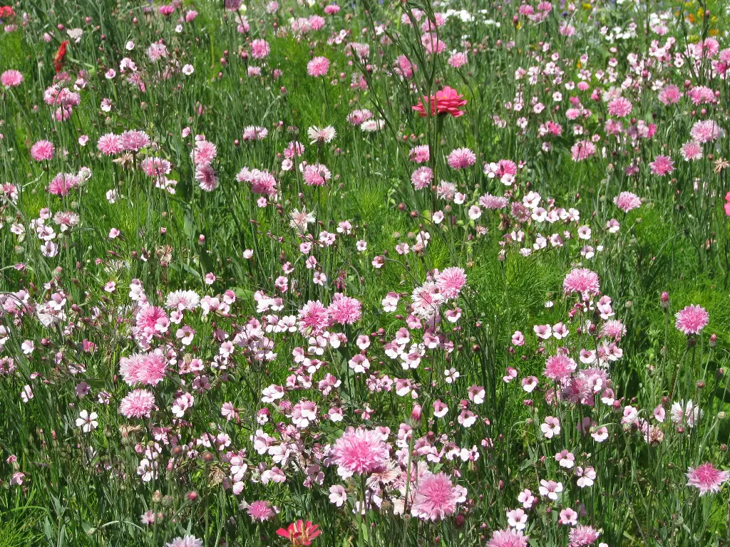 Estival Tons Roses