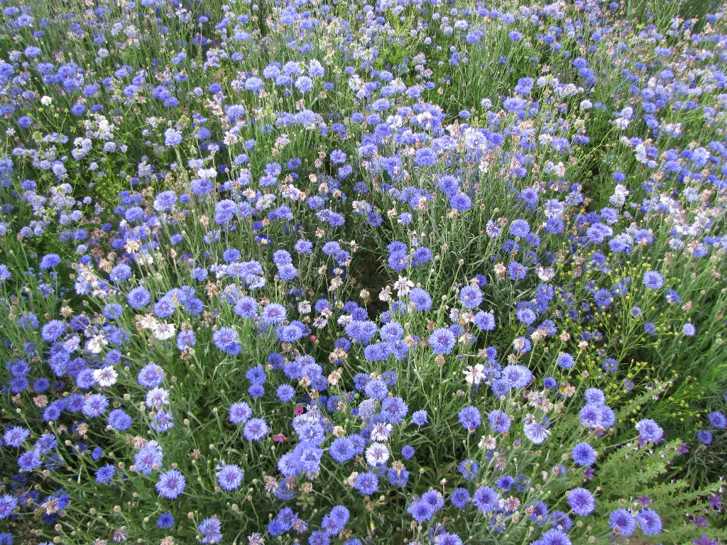 Estival Tons Bleus