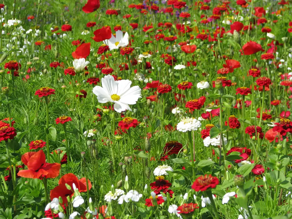 Tapis Vanille-Fraise