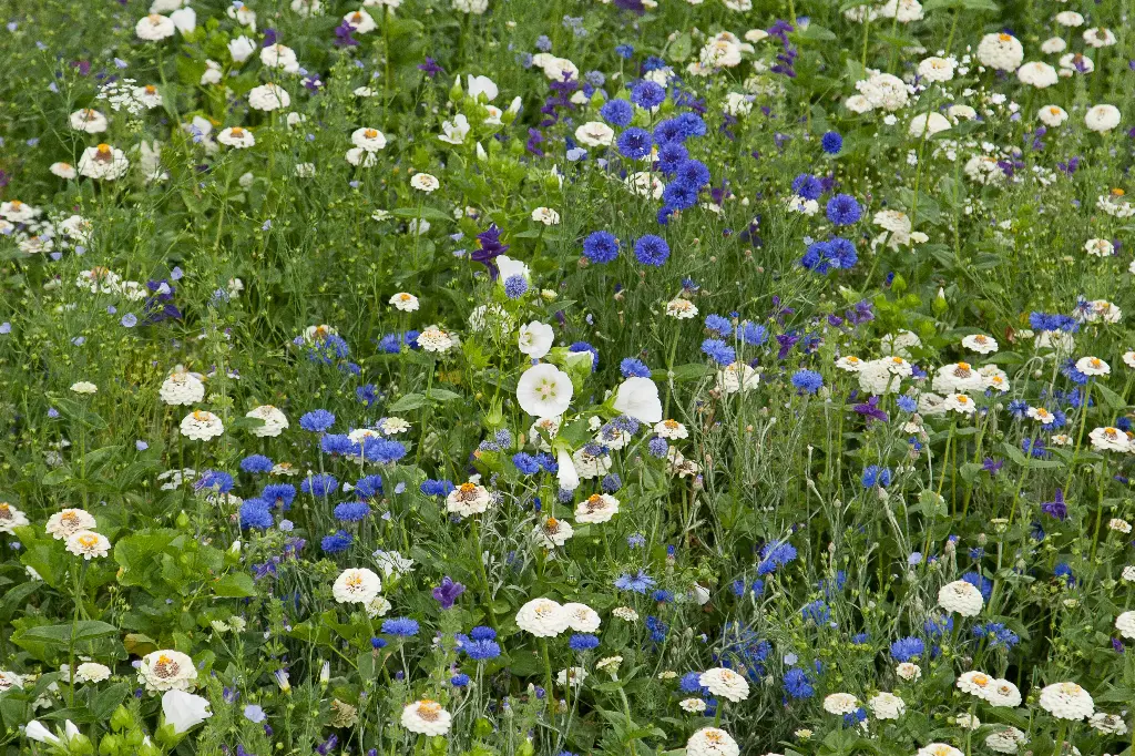 Tapis Bleu des Champs