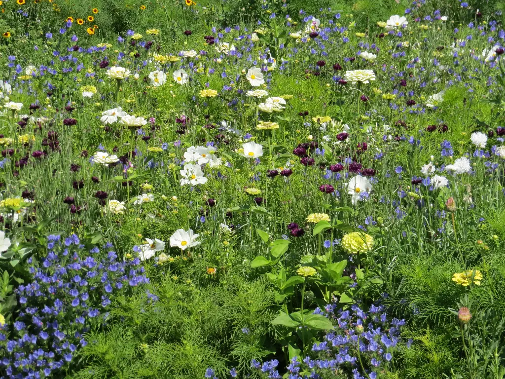 Tapis Rêve de Fleurs