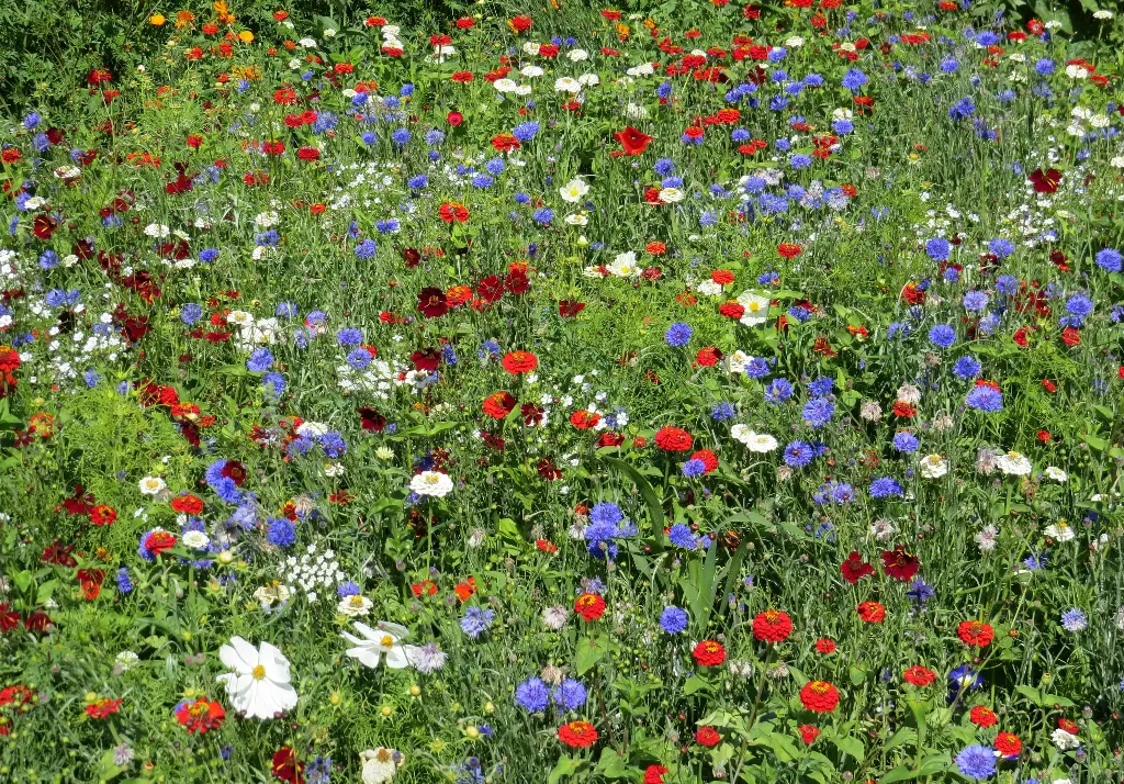 Tapis Tricolore
