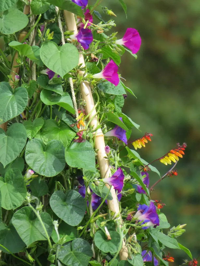 Fleurs Grimpantes