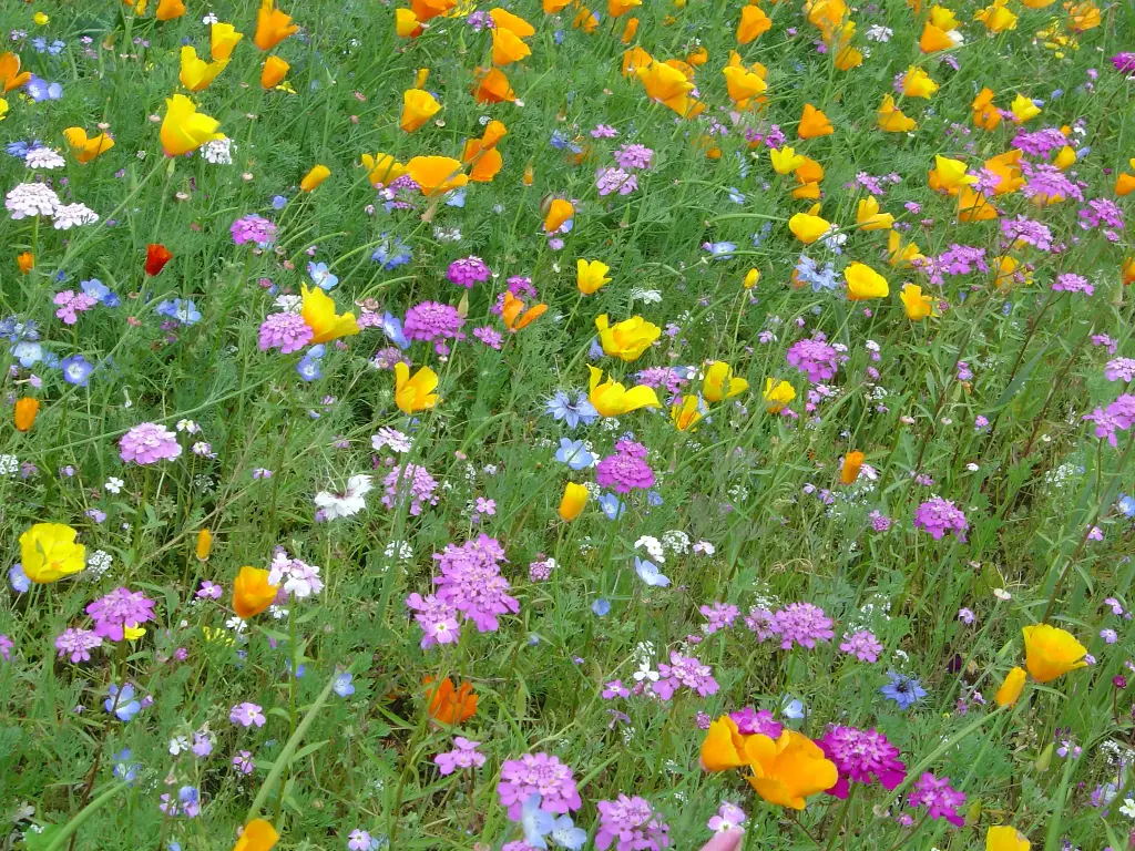 Fleurs de Printemps