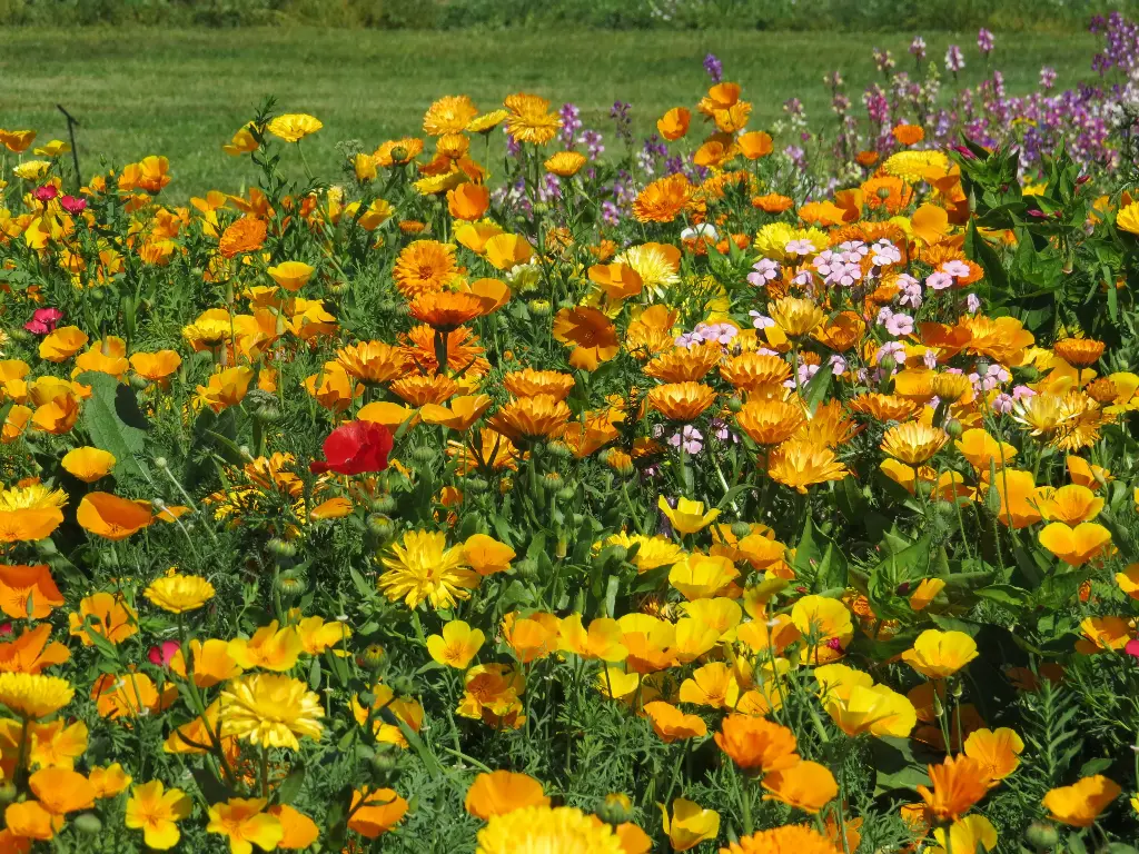 Fleurs Rustiques
