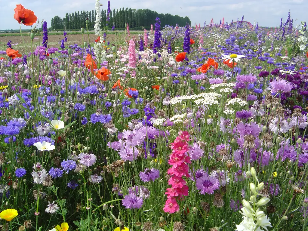 Fleurs des Jardins