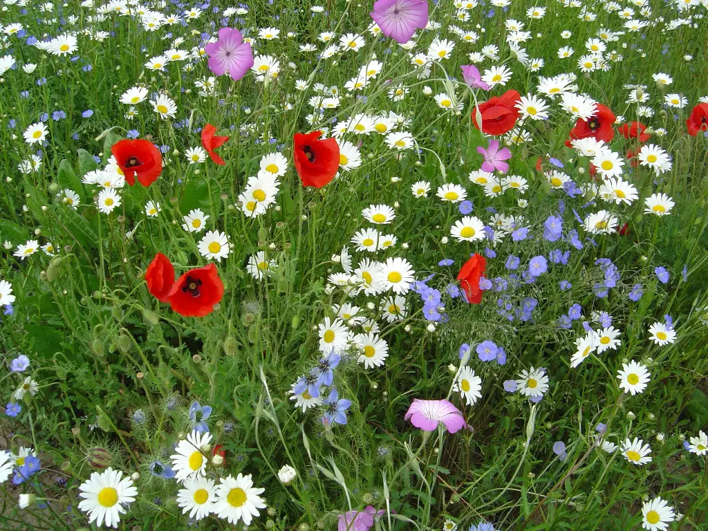 Fleurs des Champs