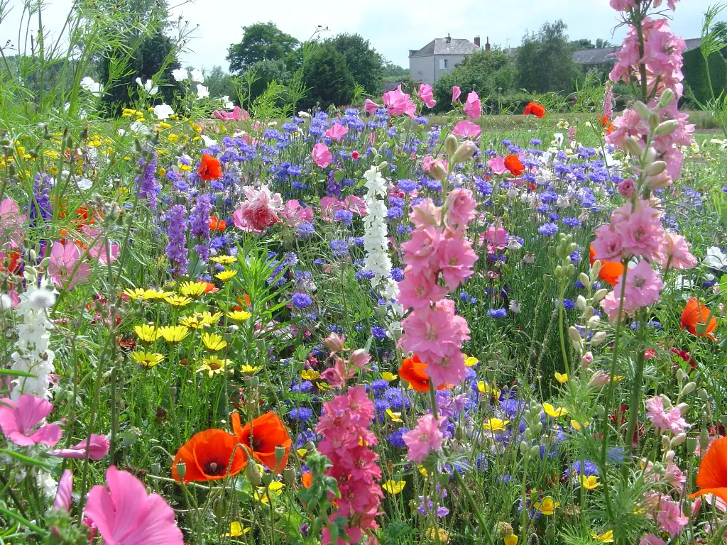 Fleurs Champêtres