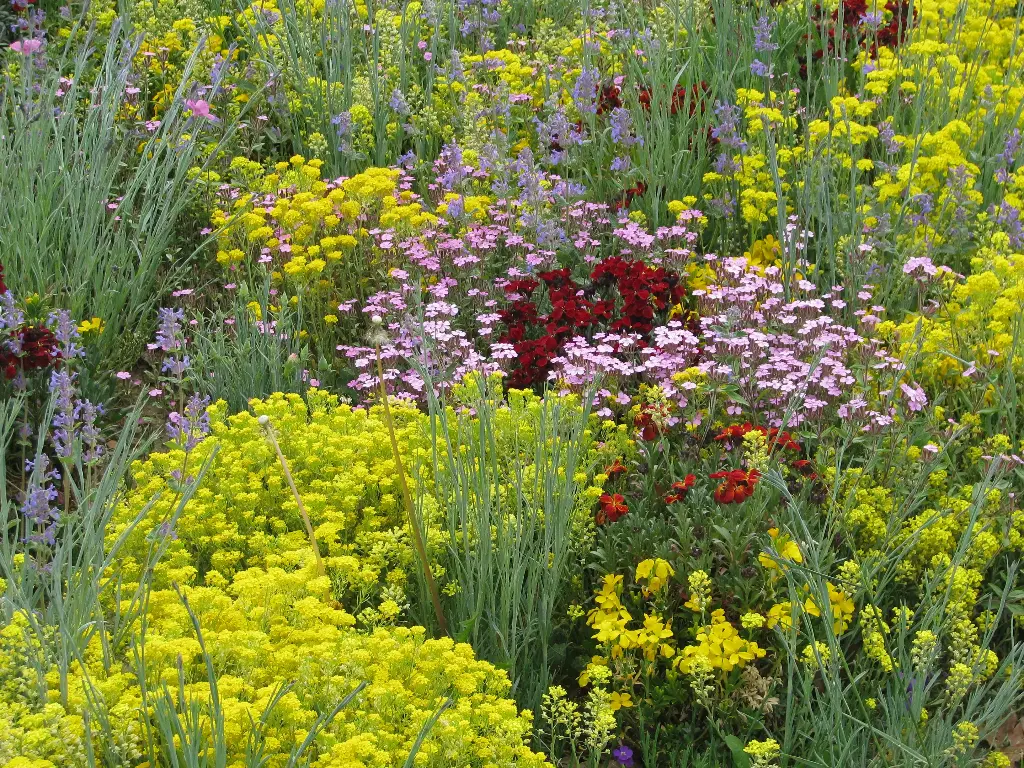 Fleurs Vivaces Mini