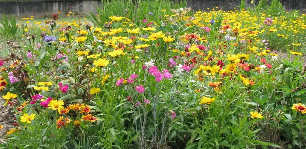 Fleurs Vivaces Midi