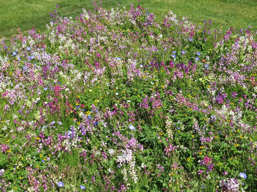 Fleurs Tapissantes