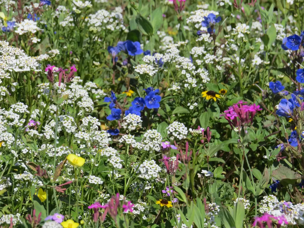 Fleurs Ultra-courtes