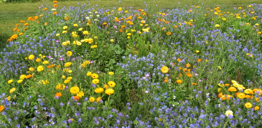 Fleurs Saxicoles