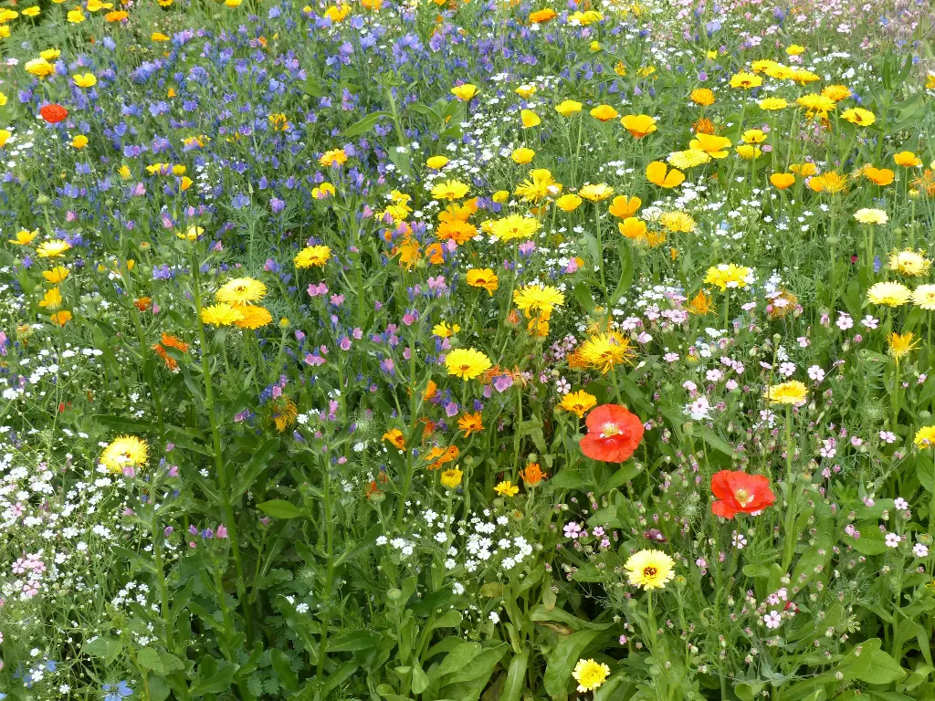 Fleurs Terrains Secs