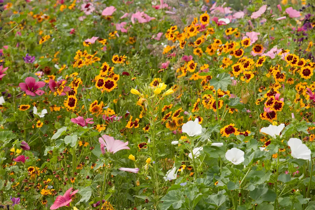 Fleurs Milieux Humides