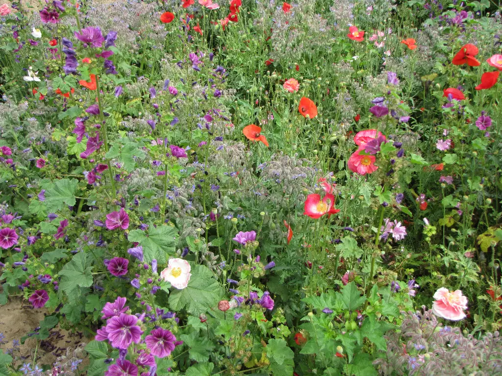 Fleurs sous Ombrage