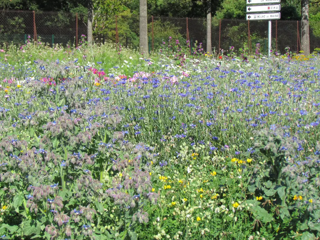 Abeilles & pollinisateurs