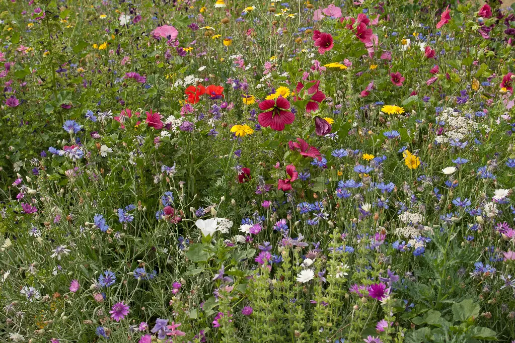 Prairies Fleuries