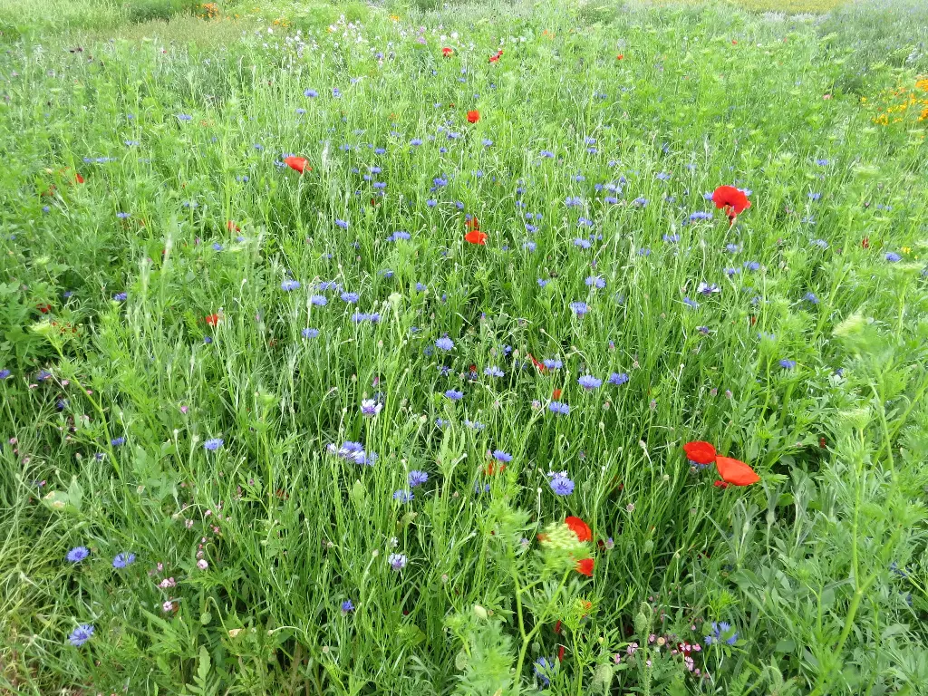 Flore Européenne