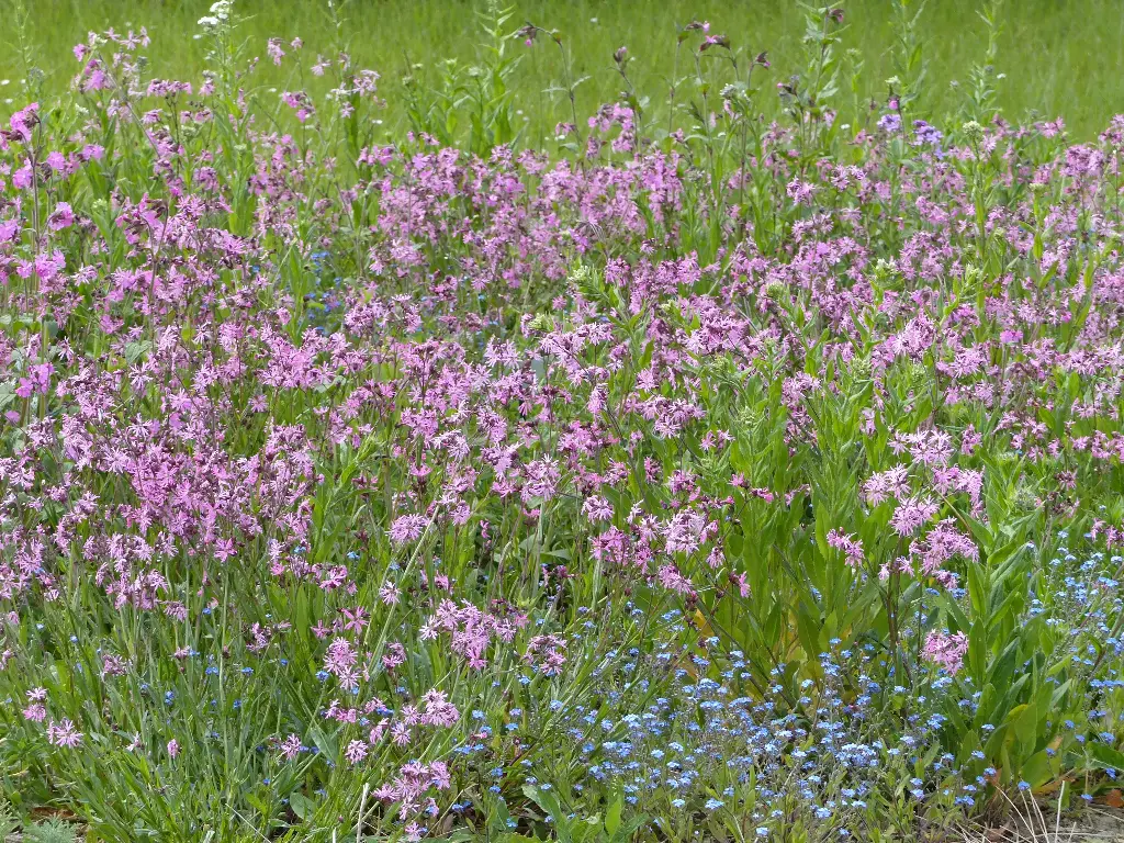 Prairies Humides