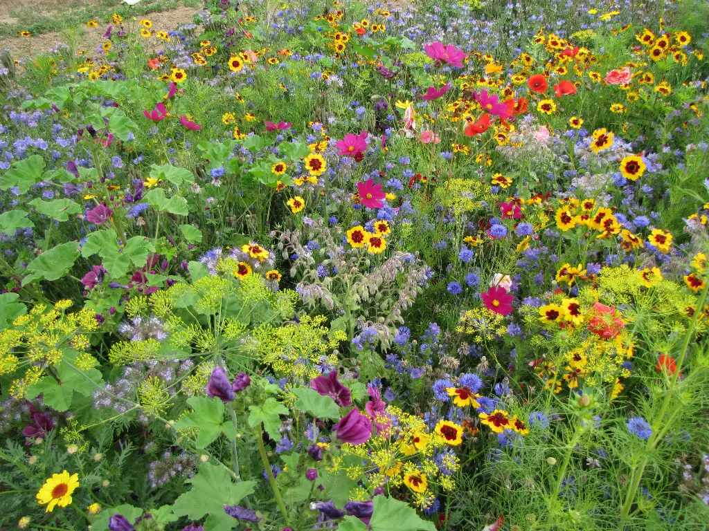 Fleurs Miel & Papillons