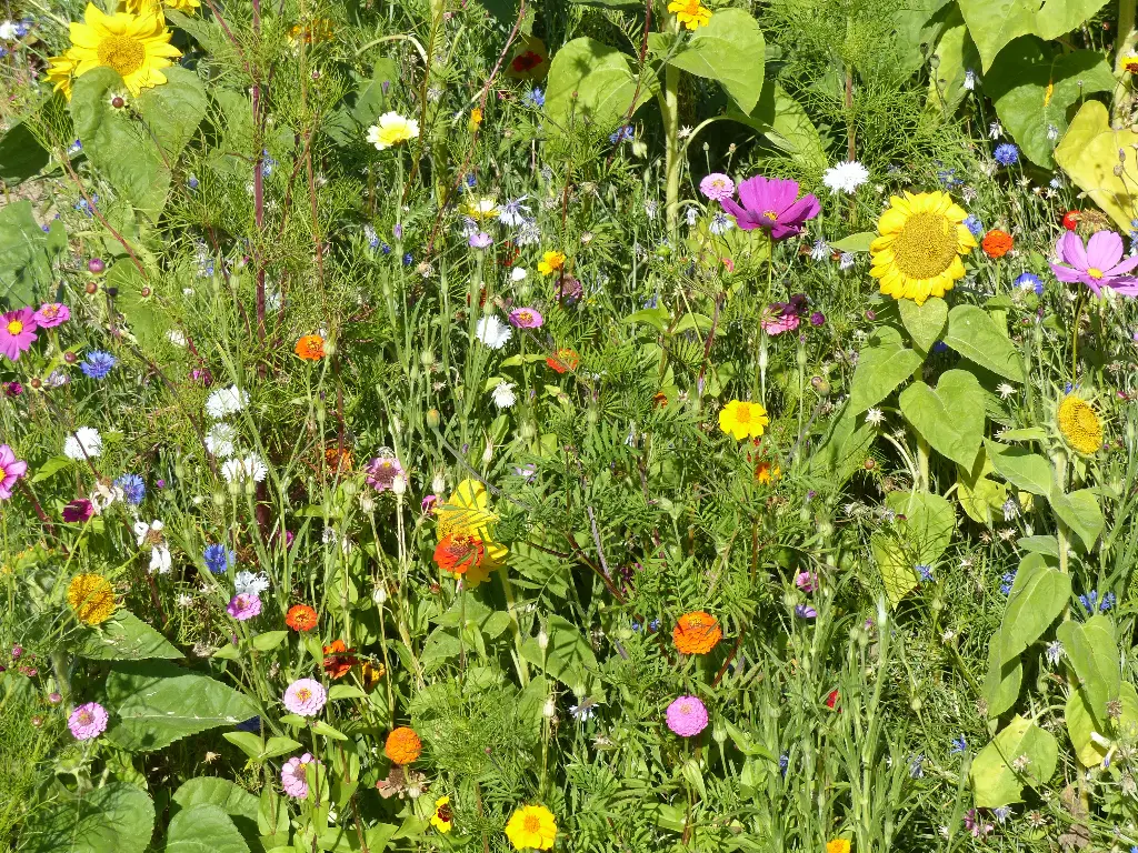 Fleurs pour Pollinisateurs