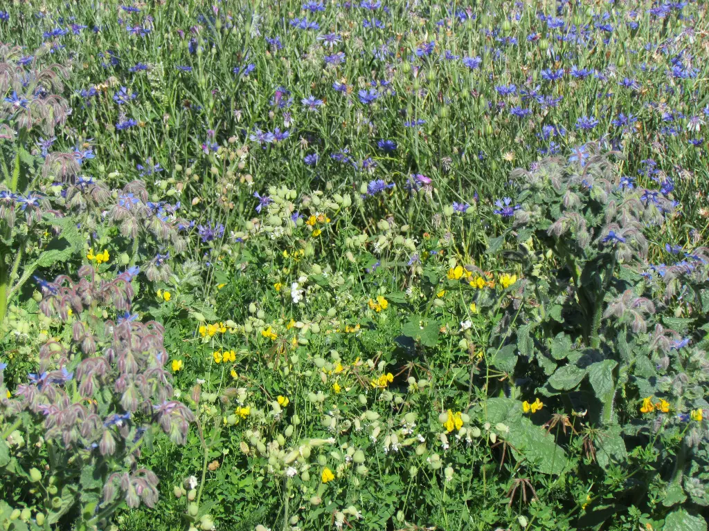 Abeilles & Pollinisateurs