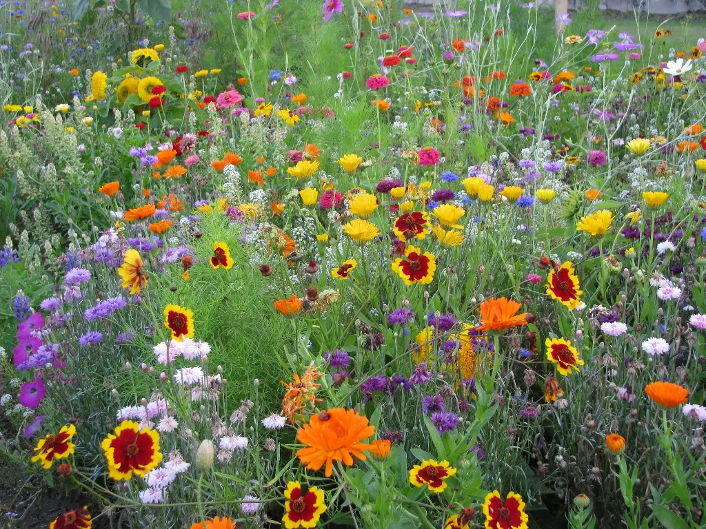 Fleurs pour Papillons