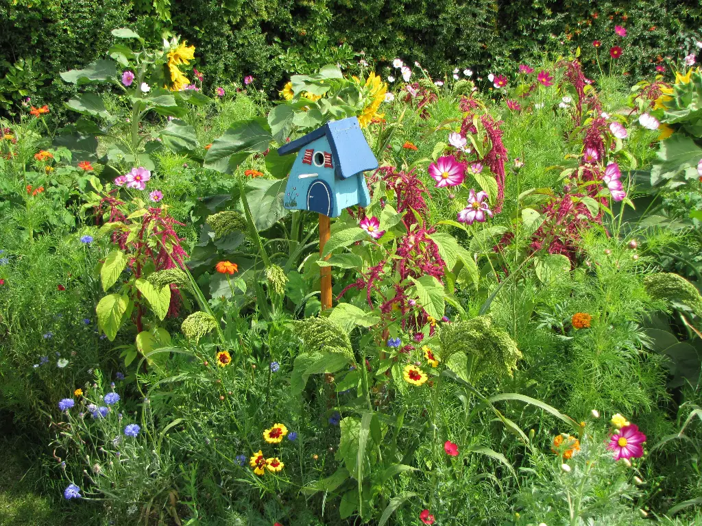 Fleurs Annuelles pour Oiseaux