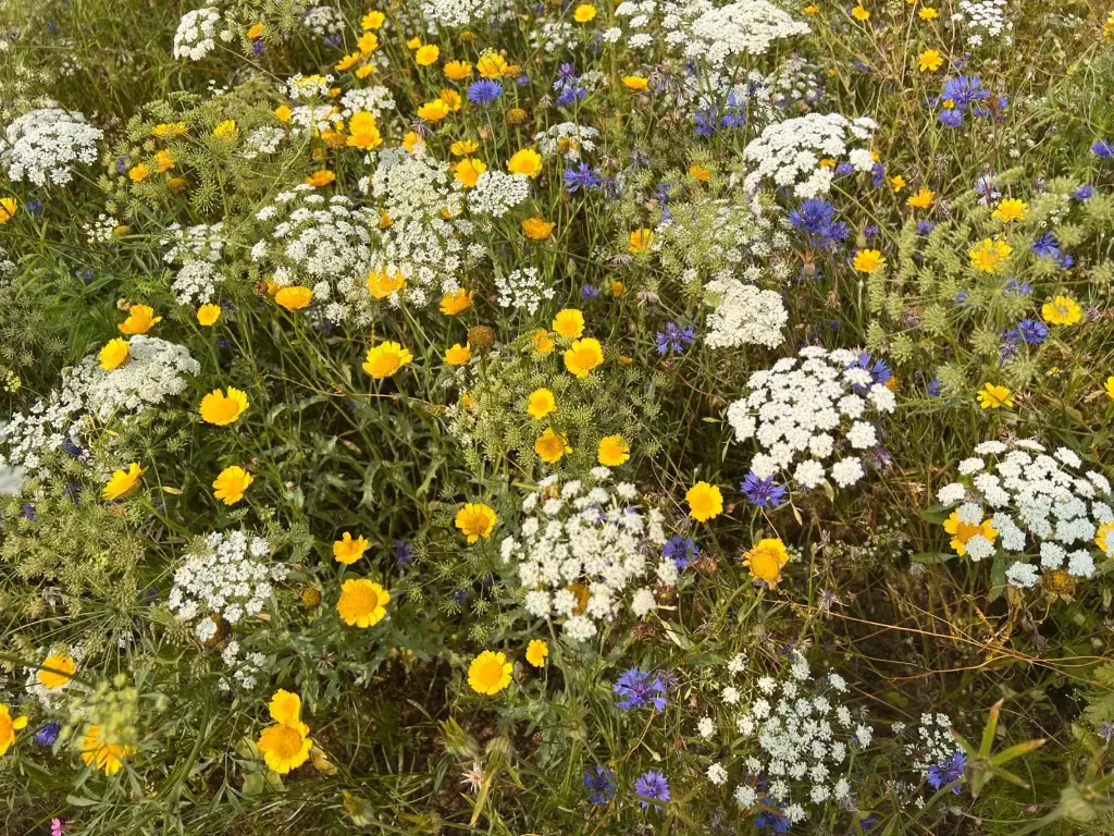 OXIPOLI® Ombellis