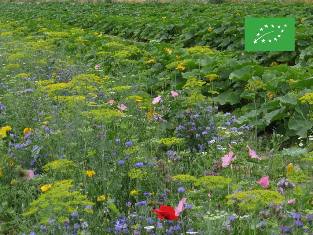 OXIPOLI® Annuel BIO