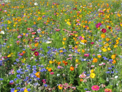 [MP08645] Jachère Fleurs Hautes