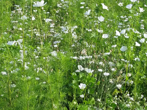 [MP08716] Estival Tons Blancs