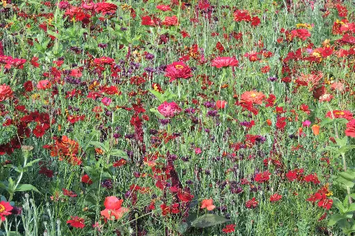 [MP08721] Estival Tons Rouges