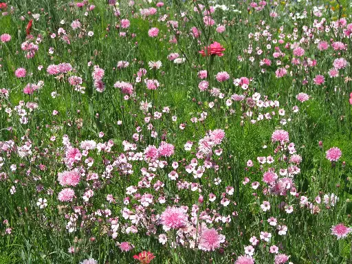 [MP08718] Estival Tons Roses