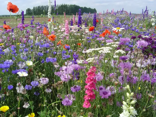 [MP08713] Fleurs des Jardins