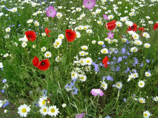 [MP08706] Fleurs des Champs