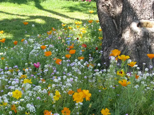 [MP08699] Fleurs Passe-Partout