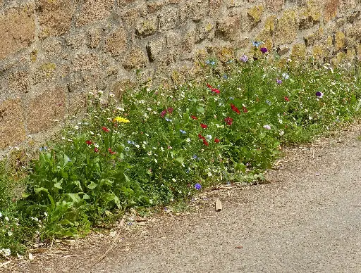 [MP20149] Fleurs Pied de Mur