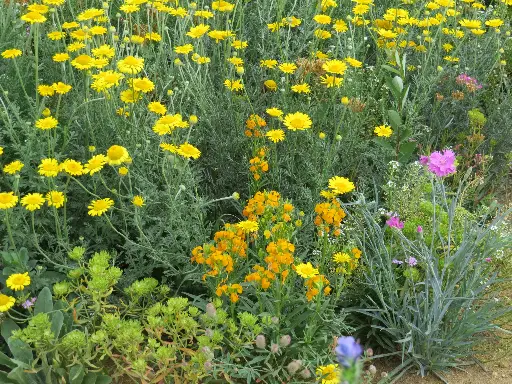 [MP08789] Fleurs Dunes & Limons 