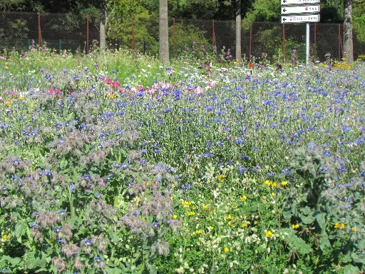 [MP20309] Abeilles & pollinisateurs