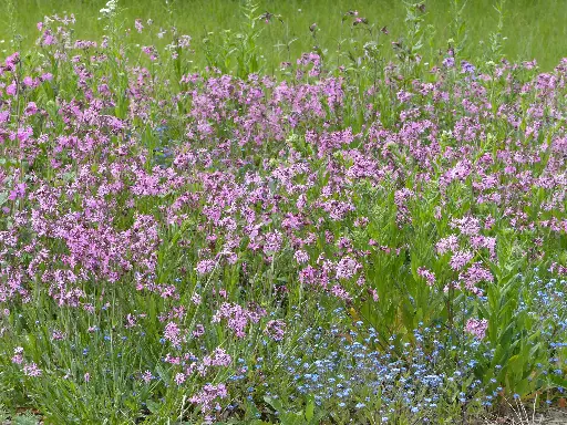 [MP08781] Prairies Humides