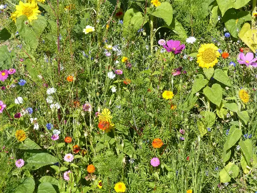 [MP20326] Fleurs pour Pollinisateurs