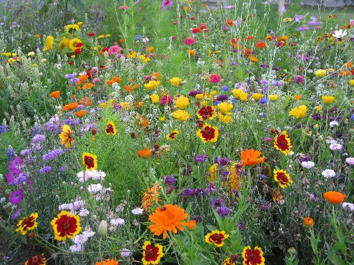 [MP08669] Fleurs pour Papillons