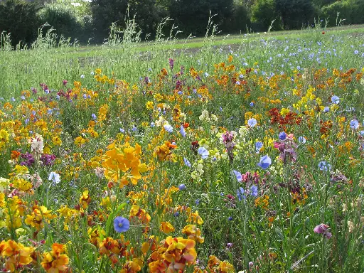 [MP08668] Fleurs Vivaces pour Oiseaux